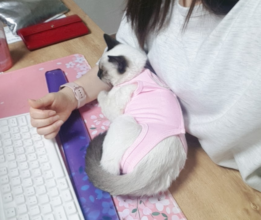 중성화 수술 후 환묘복을 입고 책상위에서 잠든 크림이(샴고양이)
