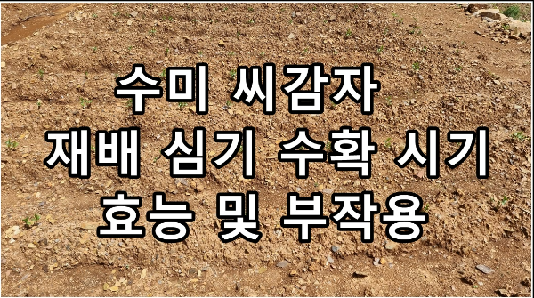 3월 수미 씨감자 재배 심기 수확 시기 효능 및 부작용
