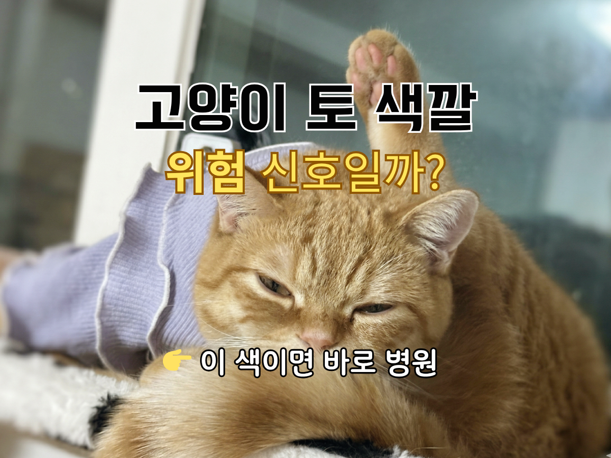 고양이 구토 원인 토 색깔별 질환 병원 가는 기준