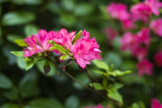 천주산 진달래 축제