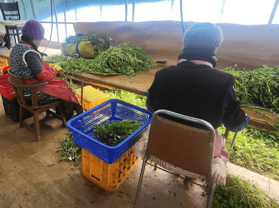 원동 미나리축제