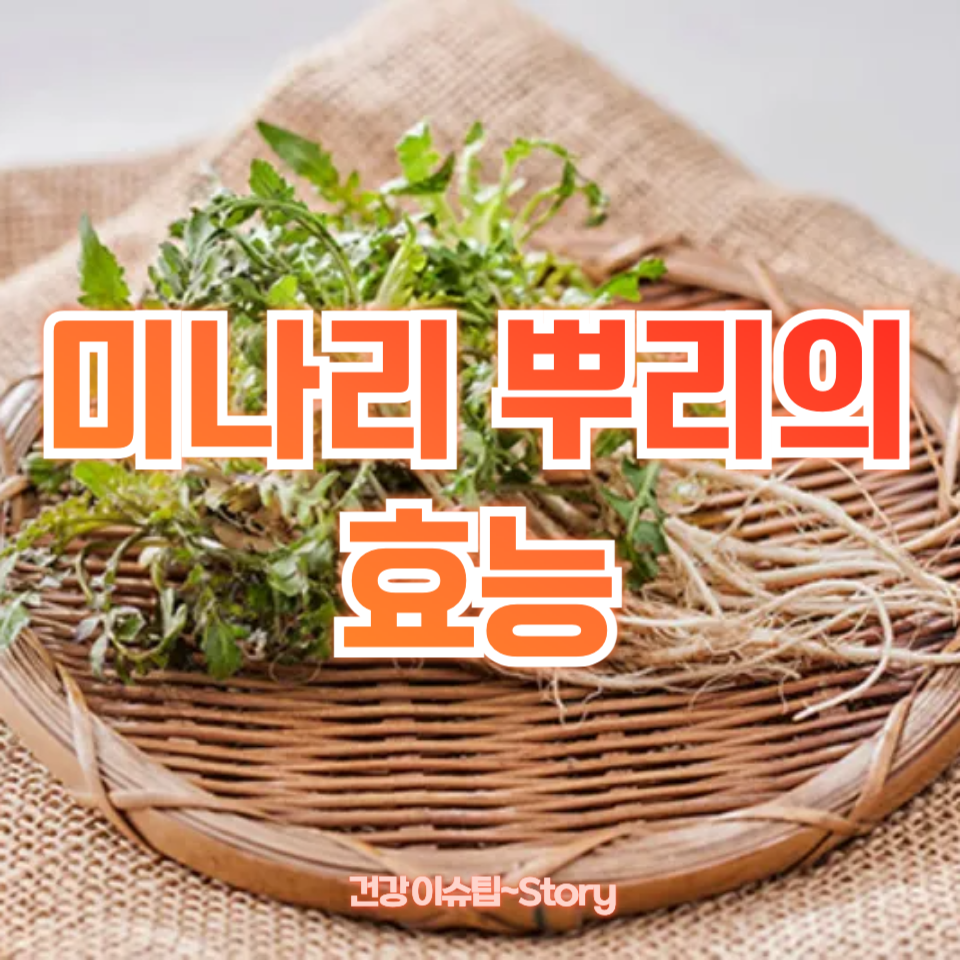 미나리 뿌리의 효능