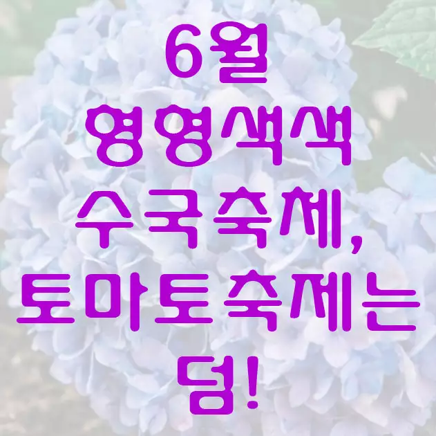 6월의 수국축제와 토마토축제