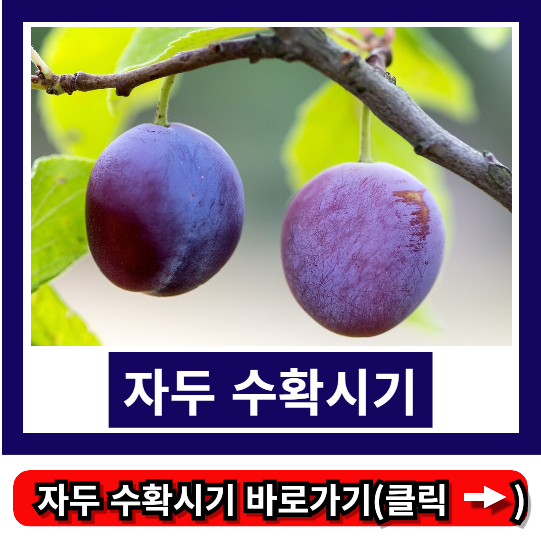 자두 수확시기