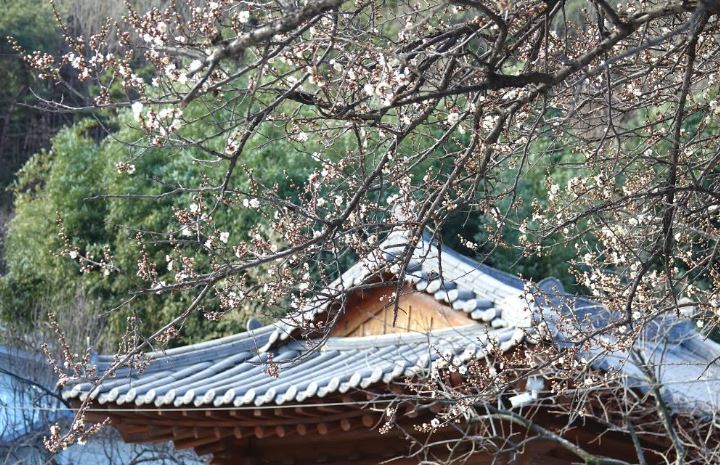 2024 광양 매화축제 