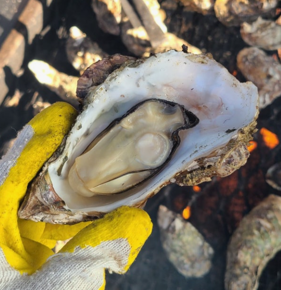 6시 내고향 사천 비토섬