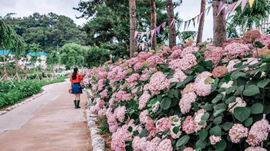 공주 유구 색동수국정원 꽃축제 기간 장소 주차