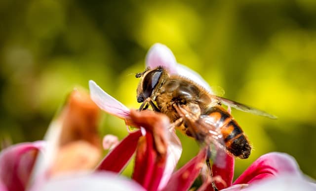 환경을 살리는 도시 양봉: 벌과 함께하는 지속 가능한 생활