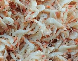 MSG무첨가 100%국내산 강경 추젓 새우젓 2Kg, 2개