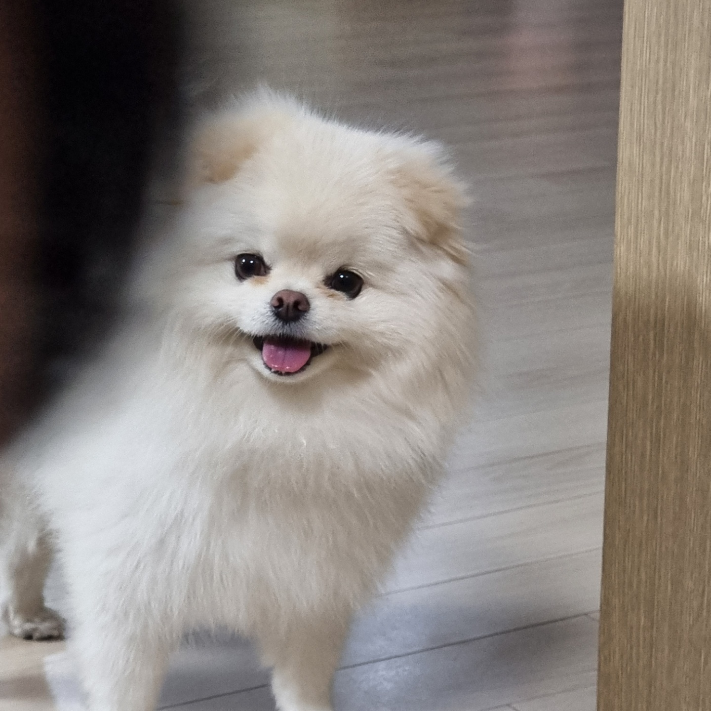 애견동반여행 관련 사진