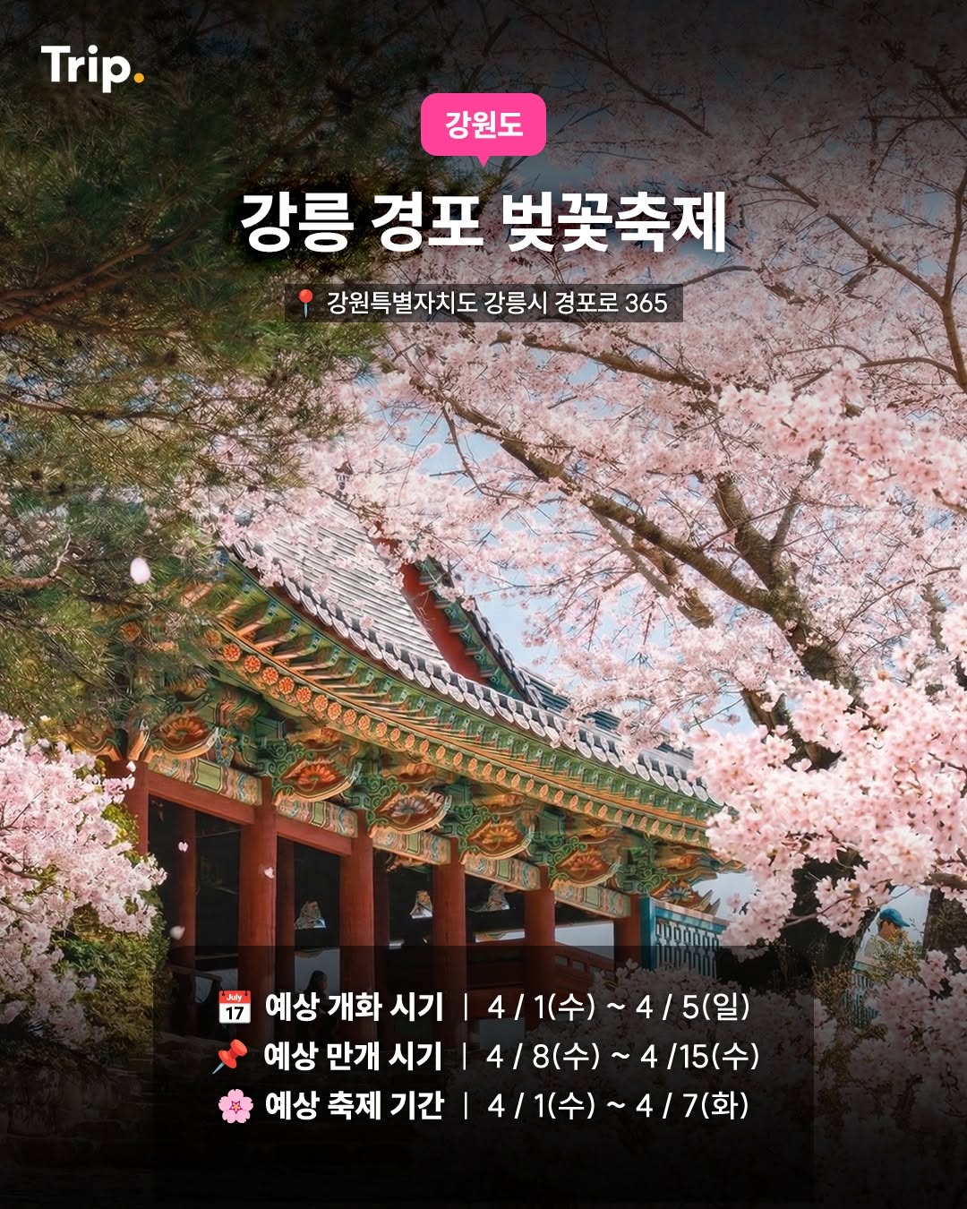 강릉 경포 벚꽃축제 (강릉)-봄바람 벚꽃축제지도