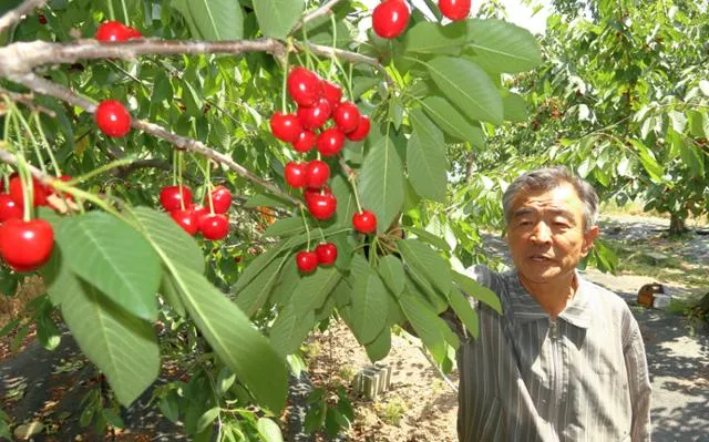 체리 재배 수분수 선택 전정 시기 열매 갈라짐 예방_4