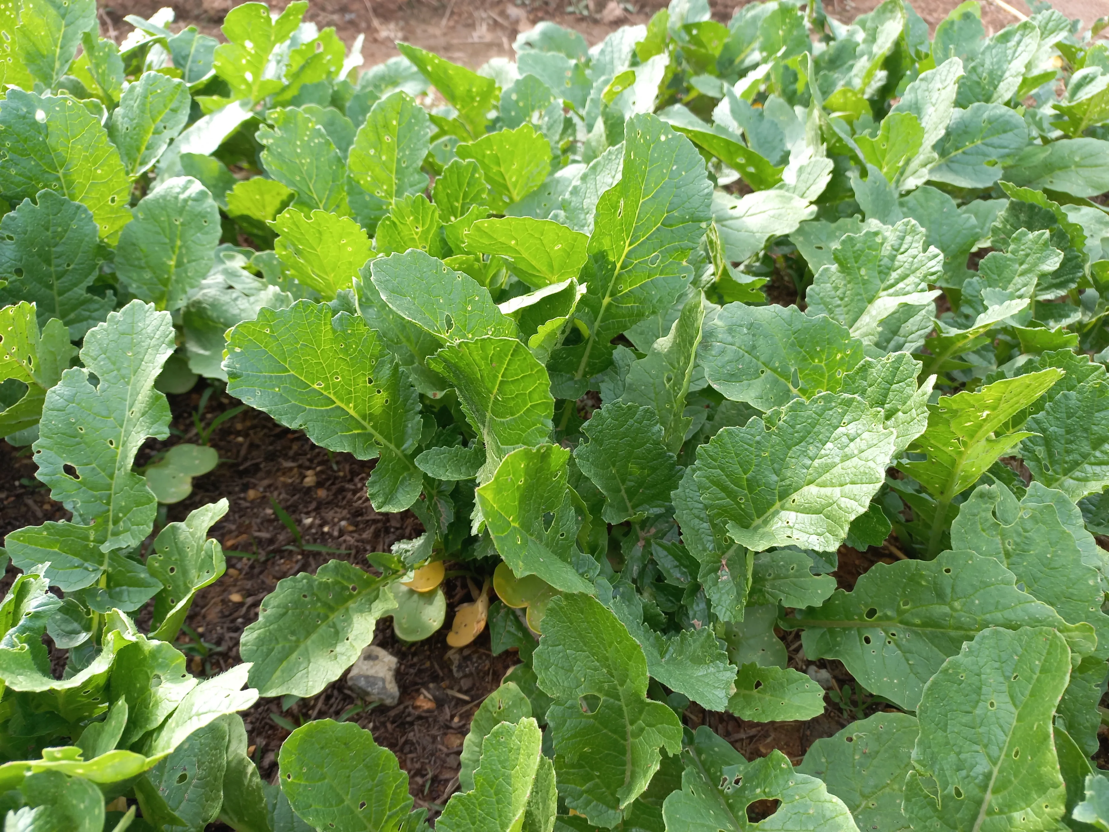 열무 재배 빠른 파종 잔털 제거 혼식 요령_1