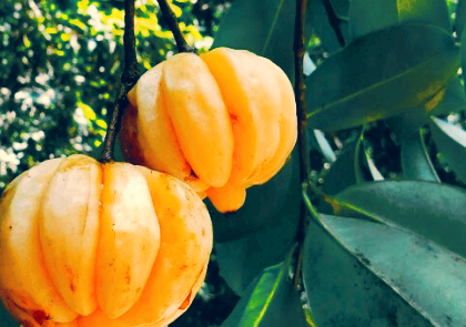 가르시니아 효과