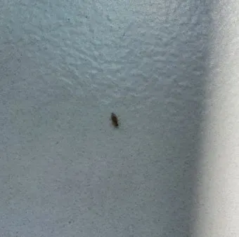 베란다 벌레 완벽 차단 방법과 여름철 실내 해충 예방 꿀팁_16