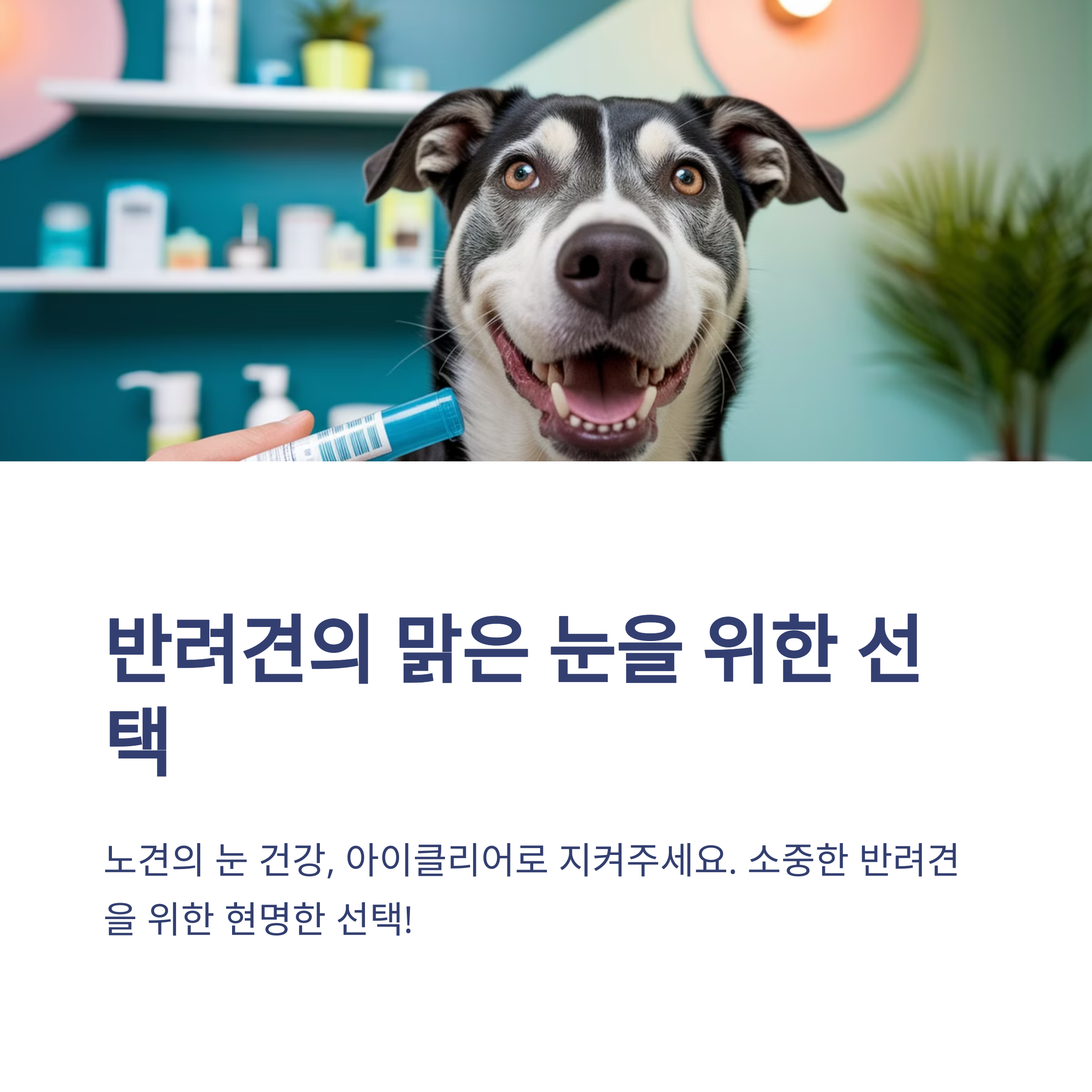 여에스더 반려견 눈 건강엔 닥터펫스퍼트 아이클리어 다이렉트 필름