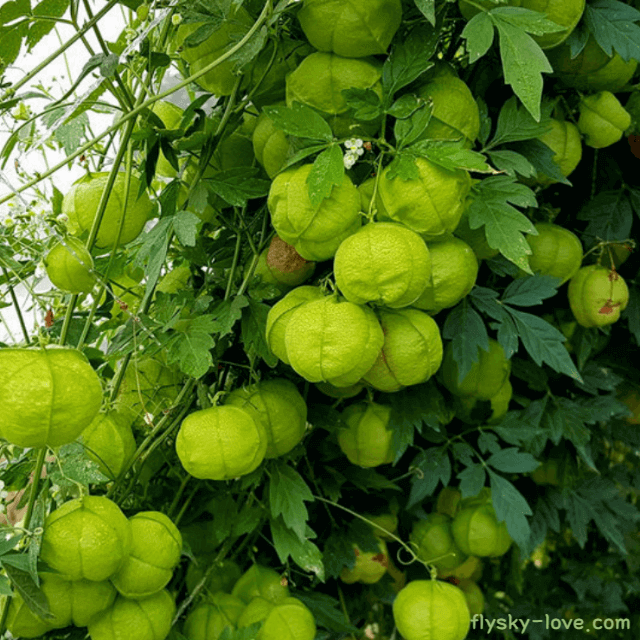 풍선초 풍선덩굴
