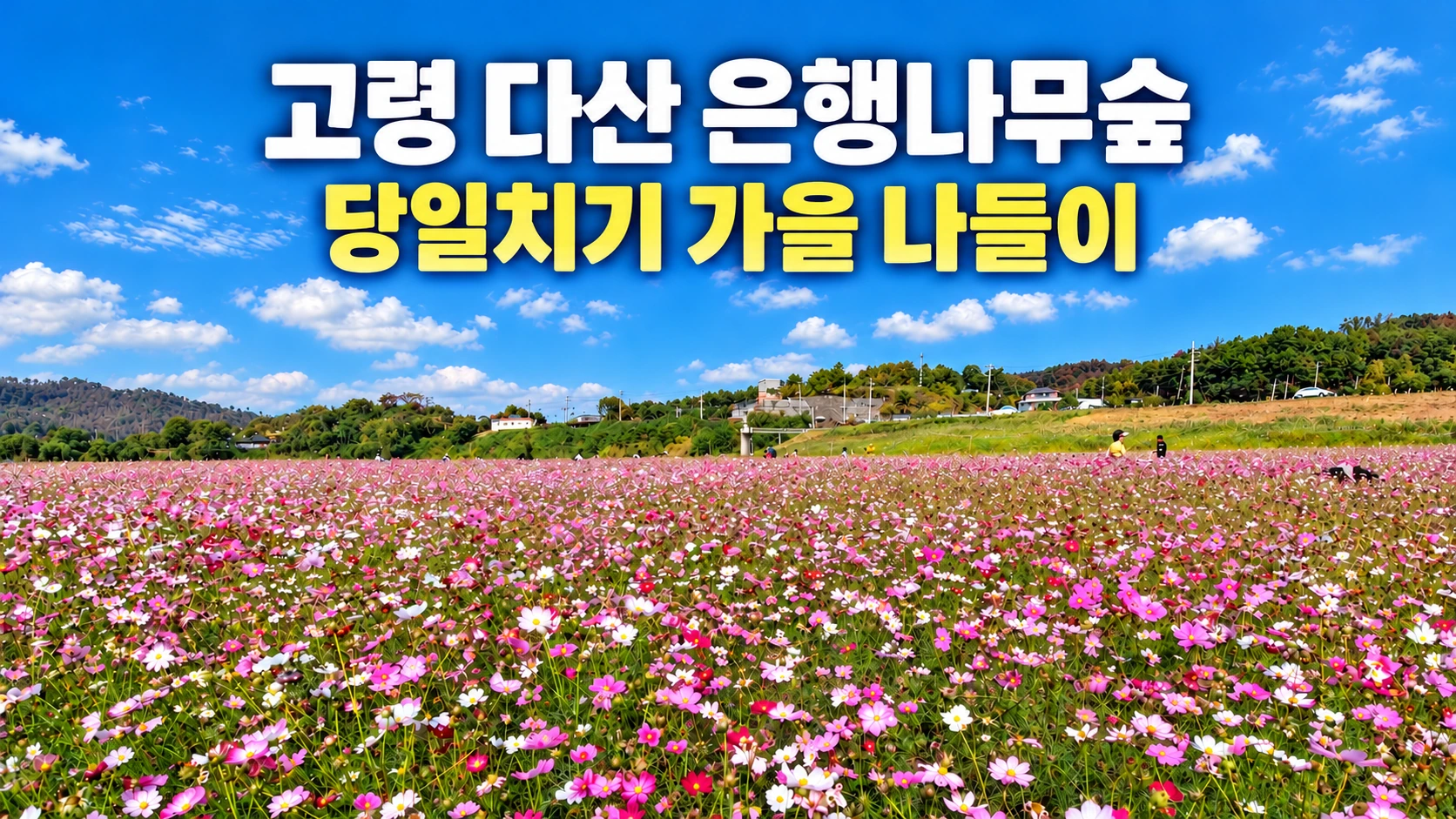 푸른 가을 하늘 아래 펼쳐진 경북 고령 다산 은행나무숲 코스모스 들판과 당일치기 가을 나들이 대표 이미지