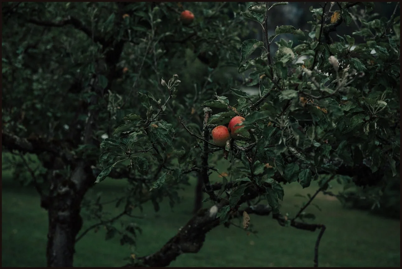 우체국 정기예금 금리
