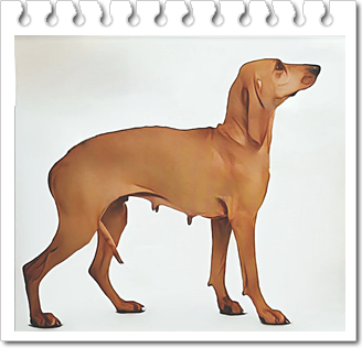 안녕soni
후각하운드 세구지오 이탈리아노