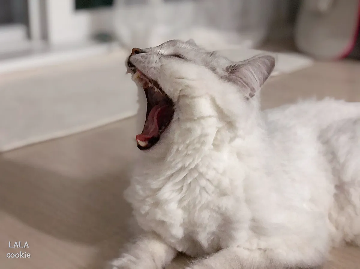 고양이가-무는-이유-하품하는-고양이-송곳니