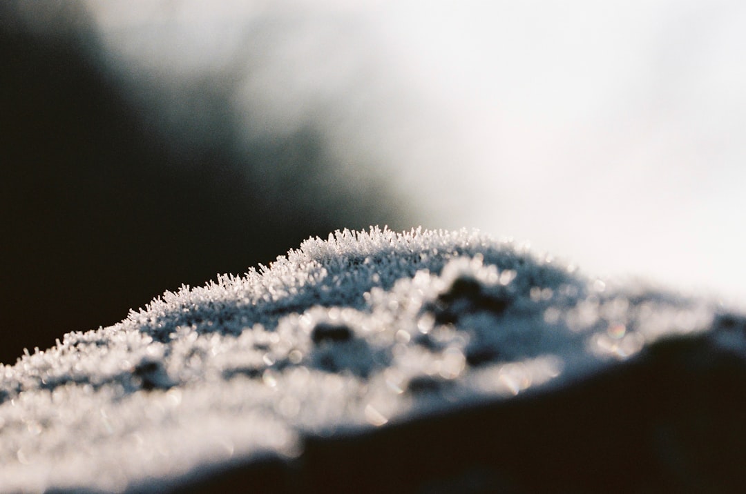 winter pop