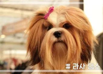 시츄 분양 가격 성격 장단점_11