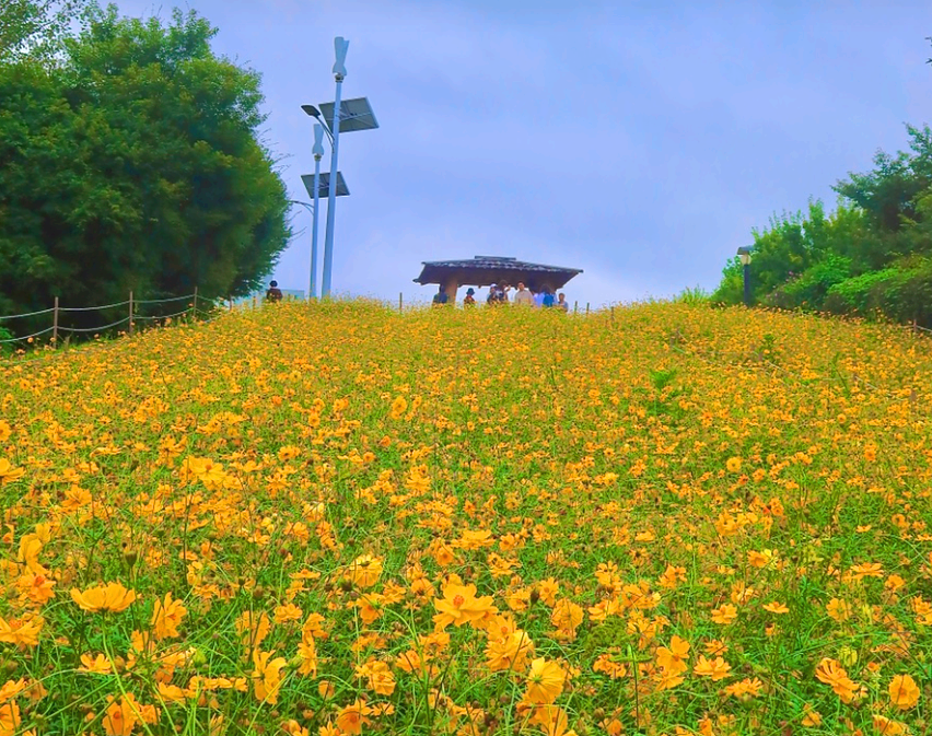 들꽃마루는 황화코스모스
