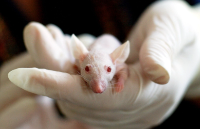 불사의 젤렌스키 쥐 실험 – 젊은 피로 노화를 되돌릴 수 있을까?