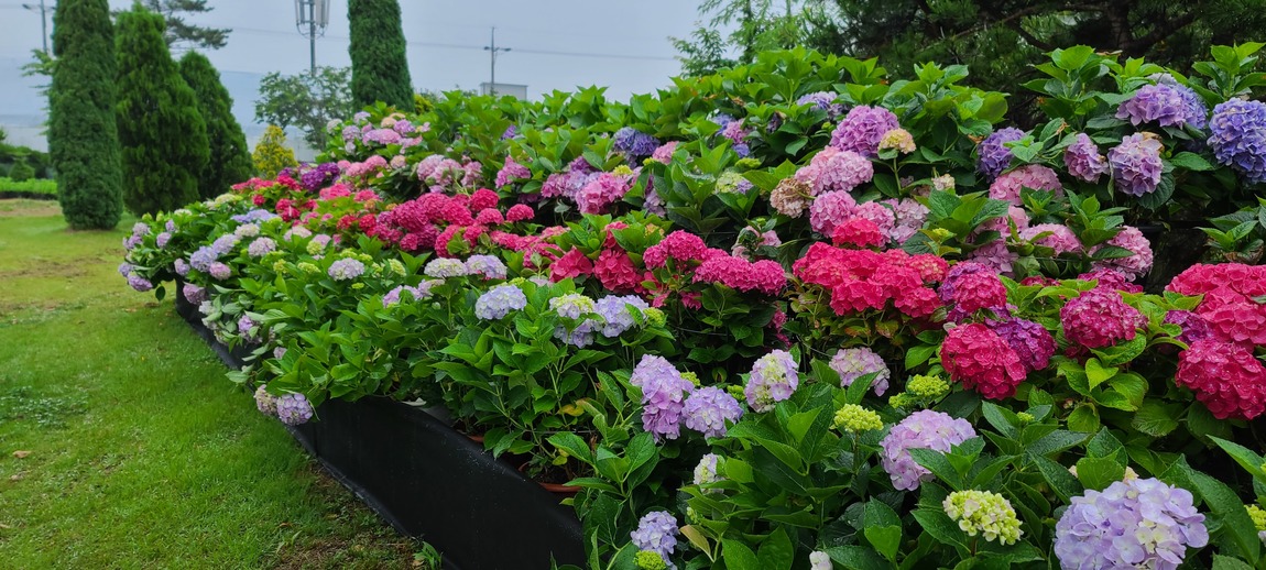 전국 수국축제 정보 2022