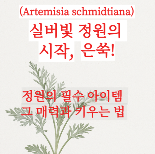 은쑥! 은은한 매력의 정원식물, 실버 아트미시아 '은쑥' 키우는 법과 숨겨진 가치