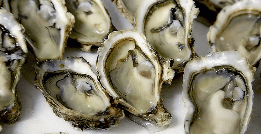 췌장에 좋은 음식 사진 생굴