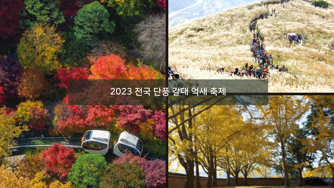 2023 전국 단풍축제 갈대 억새 단풍 축제