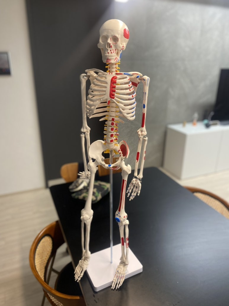 카르빈(CARBYNE) 카르빈스포츠 해골모형 인체모형 전신 골격 85cm