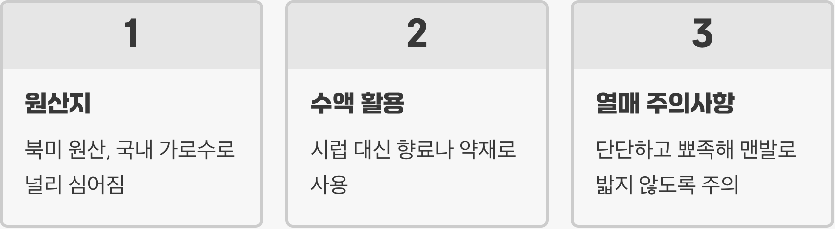 단풍나무인 줄 알았죠? 가을 단풍의 제왕, 미국풍나무의 모든 것