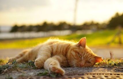 석양에 비쳐 누워 있는 고양이.