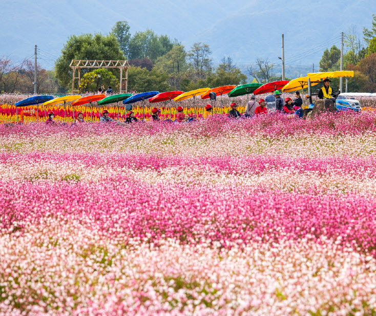 고석정 꽃밭 깡통열차