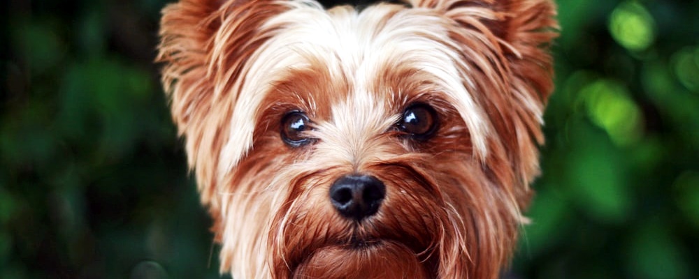 강아지 발정기 증상 10