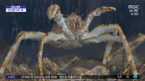킹크랩 시세