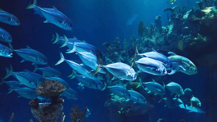 꿈속에-큰-방어-잡는-꿈