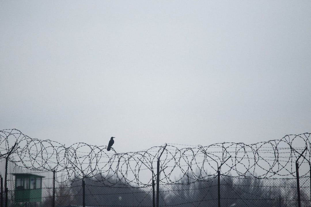 Amnesty
