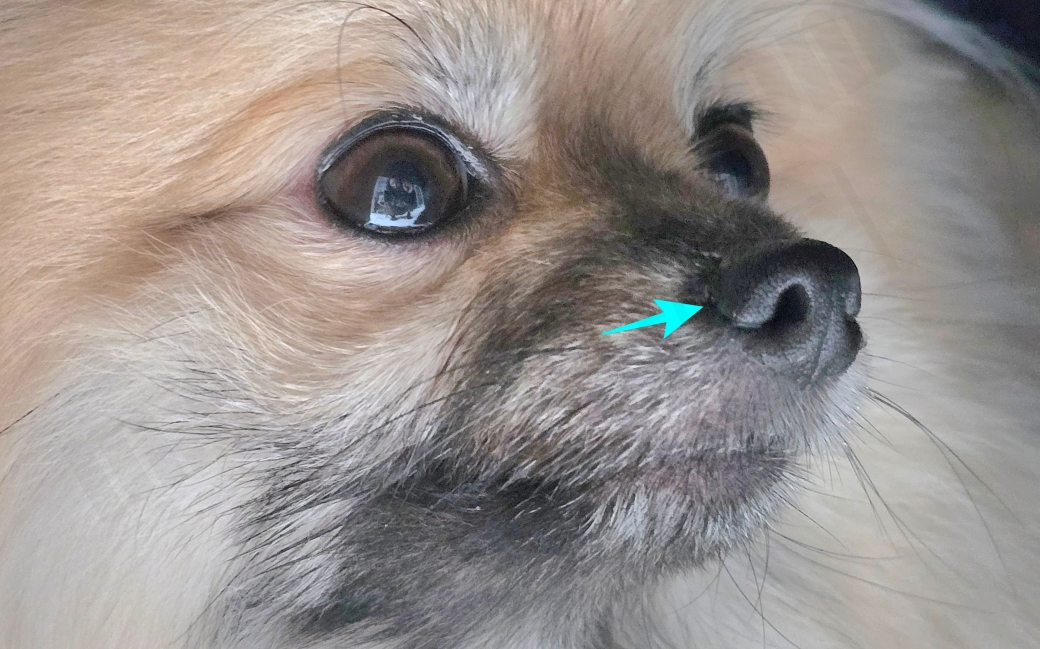 강아지 콧구멍의 모습