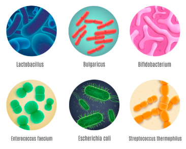 유산균 추천,프로바이오틱스