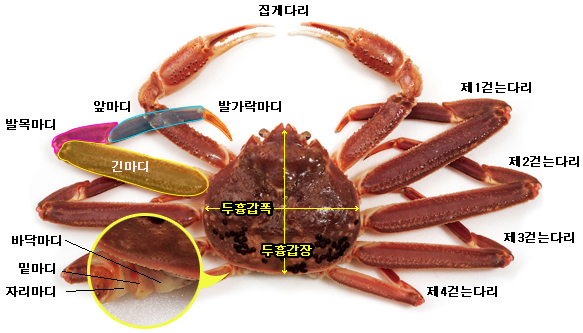 제27회 영덕대게축제 영덕대게 생태 및 특징