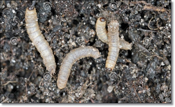 봄 가을의 불청객 러브 버그 퇴치/생태/행동/피해/예방/공존의 필요성