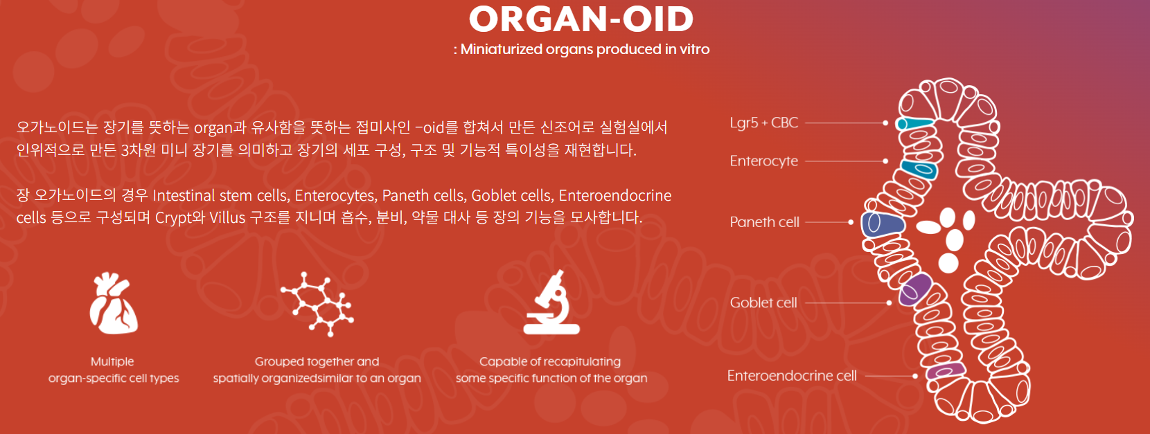 오가노이드사이언스 회사소개