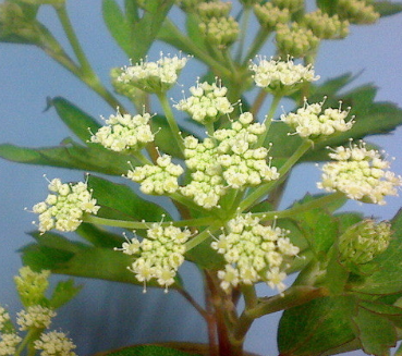 방풍나물 효능 부작용 요리 고르는법 칼로리