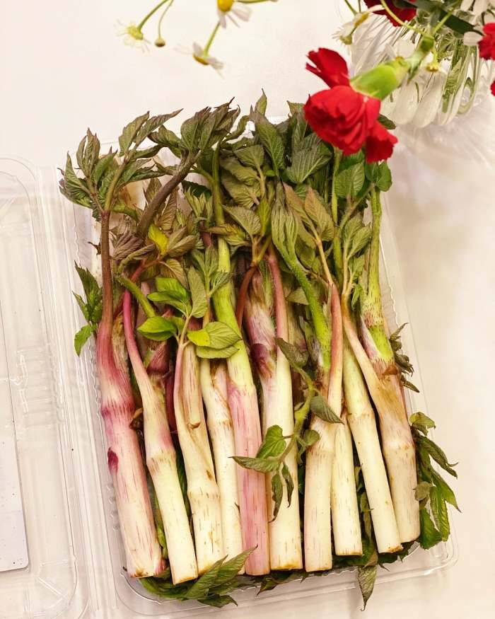 촬영 근육통 하반신마비 두통 중풍의 반신불수에 탁월한 효능 부작용 구입 방법 신비의 대물 약초 독활 땅두릅 추천