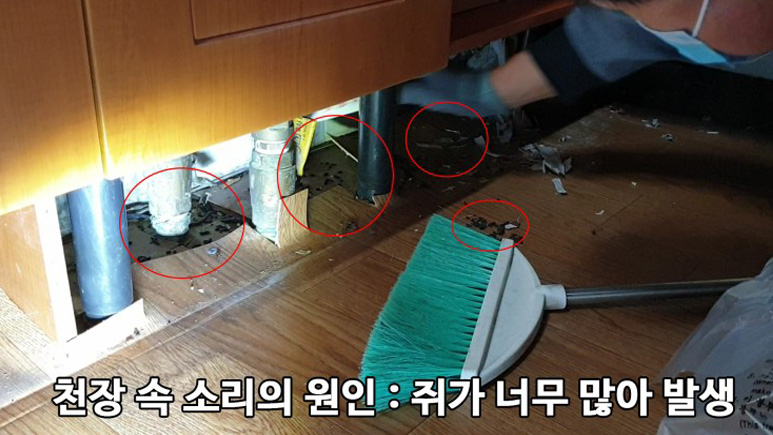 쥐 관련 사진