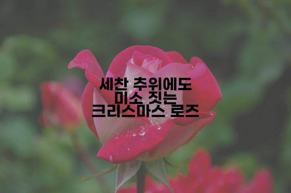 세찬 추위에도 미소 짓는 크리스마스 로즈